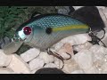 Build Your Own Baits Bass Fishing Lures for Spring 2009 Build Your Own Baits Bass Fishing Lures for Spring 2009