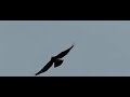 buizerd dichtbij ***
