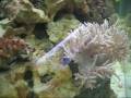 175 Gallon Reef