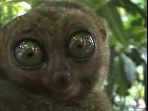 big eyes
