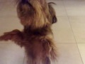 My dog doing \"Walk it out\"
