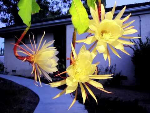 how to care for night blooming cereus
