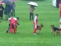 sv bundessieger zuchtschau in aachen 12/14sptembre 2008