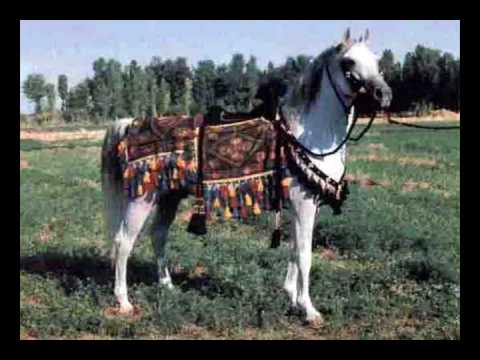 SHALIIQ Black Straight Egyptian ...