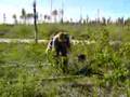 Yossef Planting