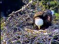 Santa Cruz Bald Eagle Nest