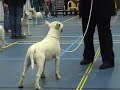 Bull Terrier: Snoet at the N.B.T.C. Clubmatch 2007