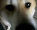 My Akita Inu 10 months