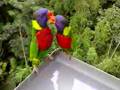 Lory Park (Singapore Jurong Bird Park)