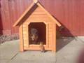 Rottweiler video