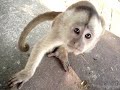 Monkey vs. Dog: Long Version