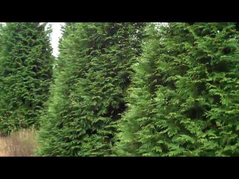 how to fertilize green giant arborvitae