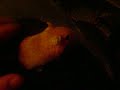 Rennmaus ( Gerbil ) streicheln (bad quality)