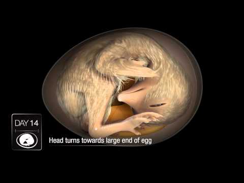 how to fertilize hen eggs