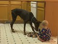 Child Taking Dobermans food Child Taking Dobermans food