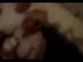 videos de nestor woods   musica ligera