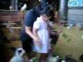videos de abby feeding guinea pigs and rabbits
