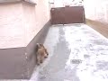 Hund weiß wie man sich trocken macht Hund weiß wie man sich trocken macht