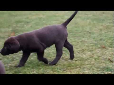 Chocolate Labrador Puppies for Sale