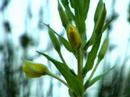 Evening Primrose #2 Evening Primrose