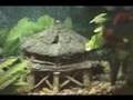 Minnows Feeder Fish in a 12 Gallon Eclipse Aquarium