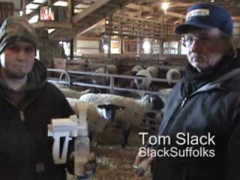how to treat mastitis in ewes