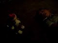 うたう犬動画