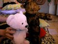 dancing-nici-and-paf