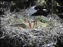 Storchennest wird aufgeräumt