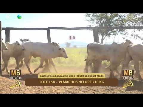 507� LEIL�O VIRTUAL MB LEIL�ES