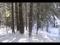 \"Bach\" in the woods with snow