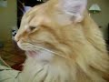 Crazy Cat Movies : Harry eats Licorice