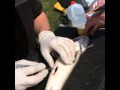 Walleye Tagging on the Detroit River