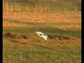 My friend`s Moorback
