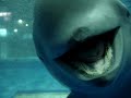 Beluga Whale Saying Hello from Japan! Part 1