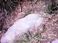 Paintball - Sunday Ops (FPS) Flank