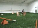 Rontti Agility Westie Rontti Agility Westie