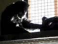 Negra and Burrito playing Negra and Burrito playing