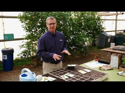 how to transplant coriander seedlings