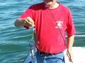 Perch fishing Lake Erie :: Perch fishing Lake Erie, Michigan aboard the charter boat Stray Cat... Site Tags