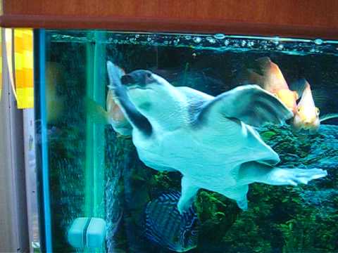 Selena+gomez+punched+in+ selena gomez punched in face by justin. Selena+gomez+punched+in+