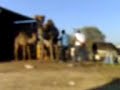 حليب ناقة الجد