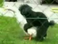 Duck and dog - animals fucking