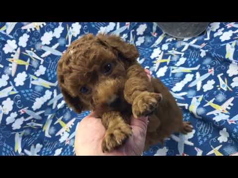 Sam red Toy Poodle Boy