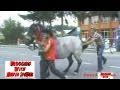 Horse Face Kick ! ★DSTWD★ David Spates