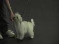 Maltese Puppy Training
