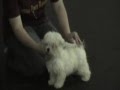 Maltés video