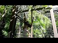 20091021 手長猿