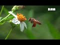 ?? Bee