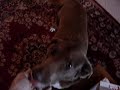 Effetti sul cane della sigla TG5-Meteo